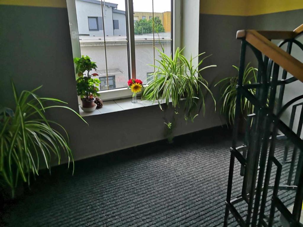 Balkón nebo terasa v ubytování ZLATÁ-ÉRA