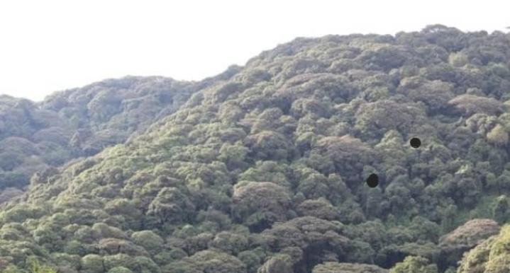 une colline verdoyante couverte de nombreux arbres dans l'établissement Bugara Homestay, à Kisoro