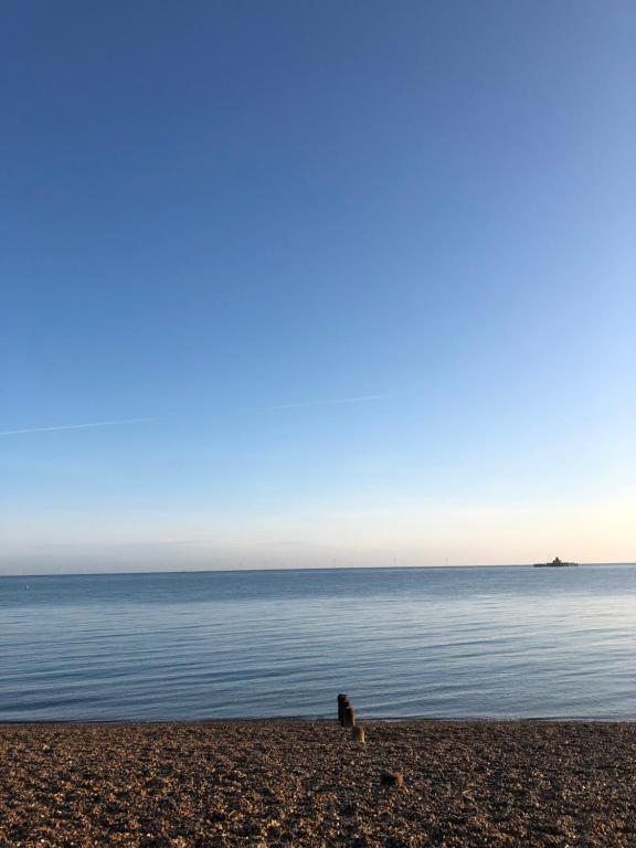 a dog sitting on a beach near the water at Evening Tide in Herne Bay