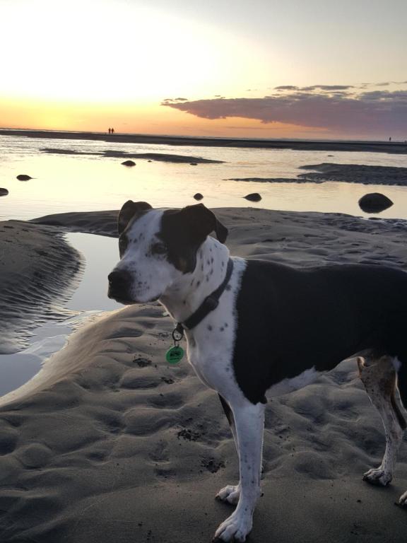 Mountain View Studio - Resim 11