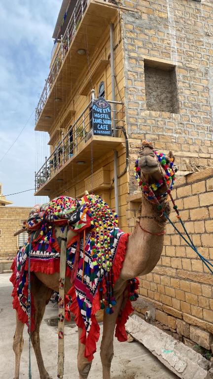 un camello parado frente a un edificio de ladrillo en Blue Eye Hostel en Jaisalmer