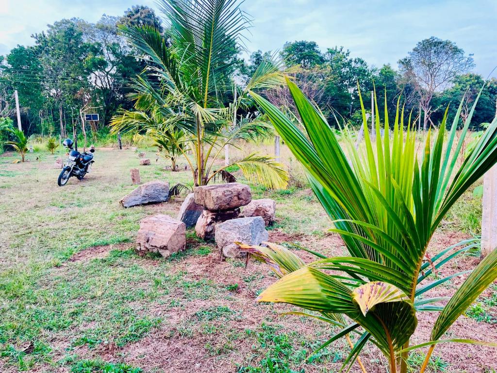 une moto garée à côté de rochers et d'un palmier dans l'établissement The Eco-Lodge 더 에코-롲지, à Maho