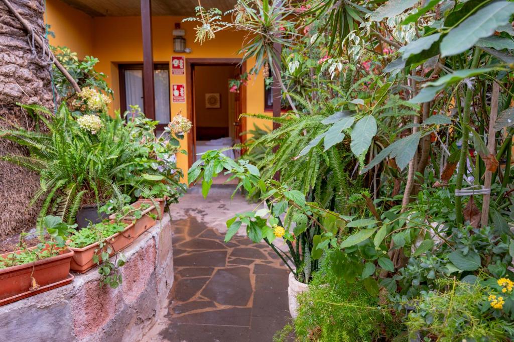 拉古納的住宿－艾索梅達德伽托酒店，一座花园,在一座建筑中种有植物和花卉