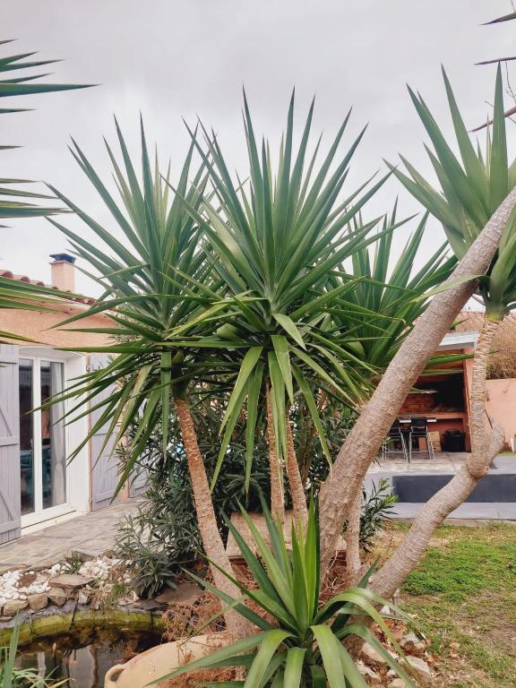 a couple of palm trees in front of a house at Charmante villa équipée, piscine in Le Soler