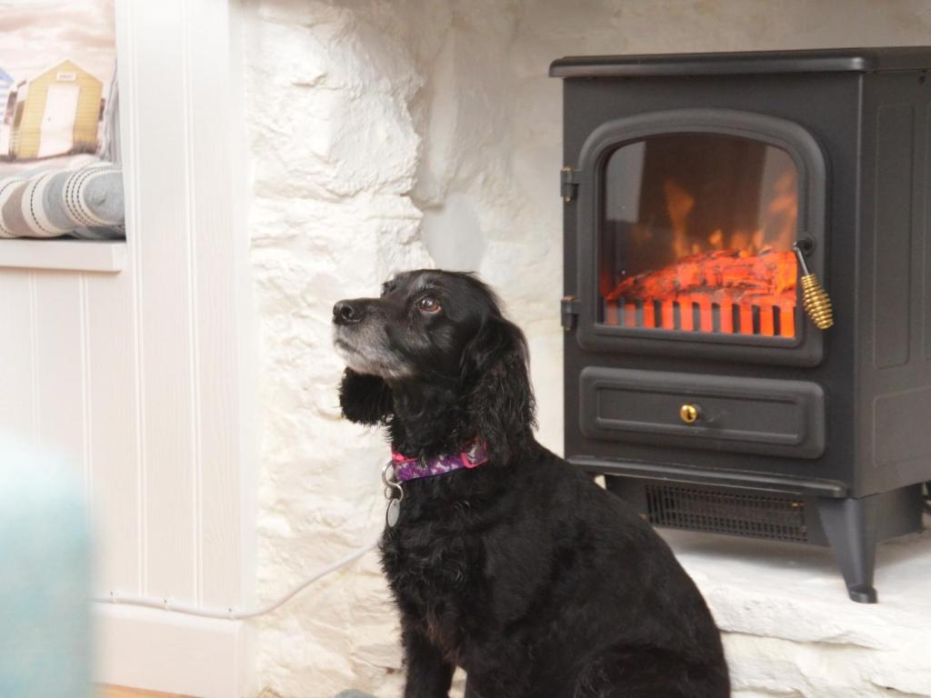 un chien noir assis devant une cheminée dans l'établissement 1 bed in Brixham 73940, à Brixham