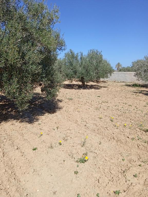 a field with trees in the middle of a desert at l'olivier in Aghīr