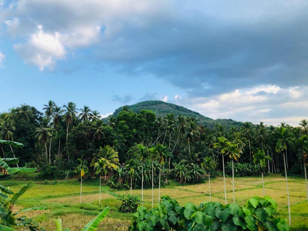 a field with palm trees and a mountain in the background at Ceylon Guest in Kegalle