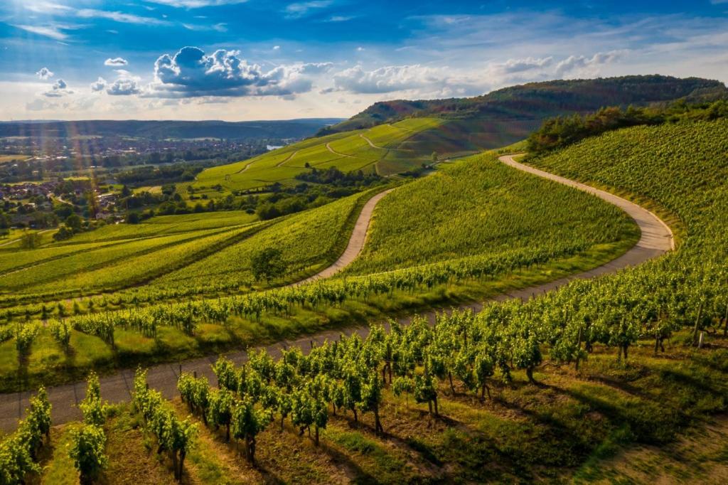 een luchtzicht op een kronkelende weg door een wijngaard bij EDEN in Durrenentzen
