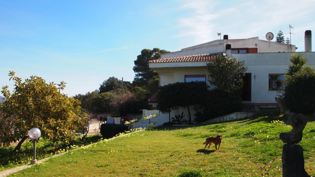 un cane che si trova sull'erba di fronte a una casa di Asinara a Sassari