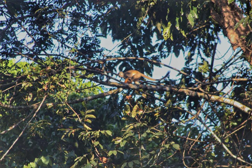 Fotografie z fotogalerie ubytování Amazon Nativo Lodge v destinaci San Pedro