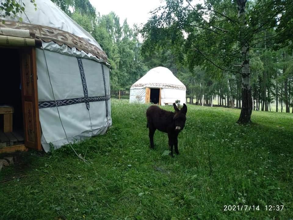 a small black goat standing next to a yurt at Yurt camp Besh-Karagai in Grigor'yevka