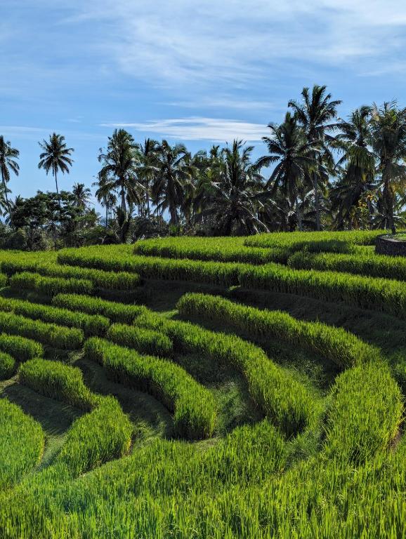 Puri Dajuma Terrace Eco Lodge & Spa - 11