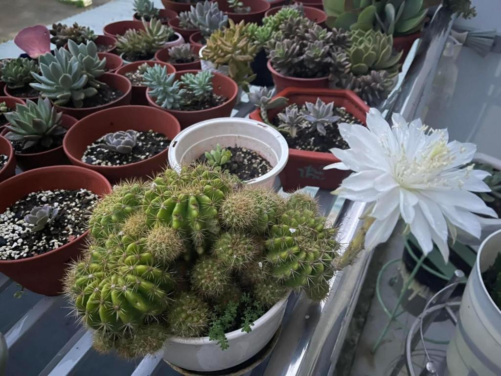 a bunch of cacti and other plants in pots at Mộc Phương hotel&massage in Kon Tum Kơ Nâm