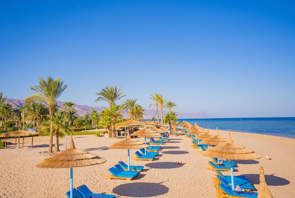 a row of straw umbrellas and chairs on a beach at Nuweiba Club Resort in Nuweiba