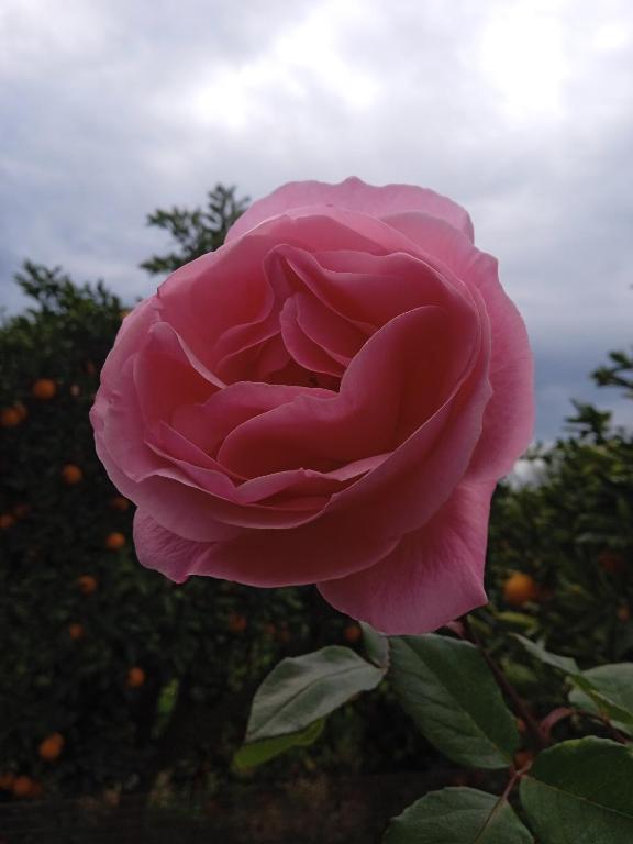 Serene Country House (near Ancient Tiryns) - 19