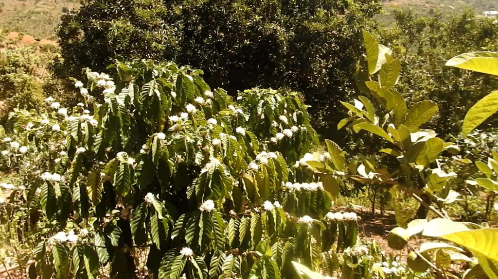 Zahrada ubytování Farm cô chú Tuấn Hà