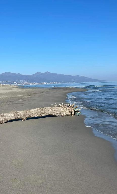 a dead tree laying on the beach next to the ocean at Appartement Le Lido de la Marana in Lucciana