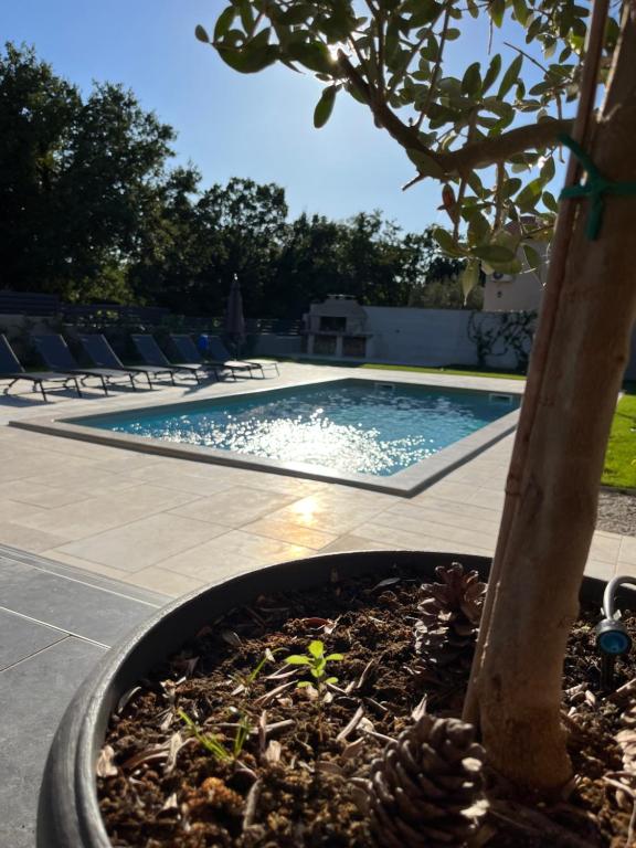 ein Schwimmbad mit einem Baum in einem Pflaster in der Unterkunft Casa Mia in Poreč