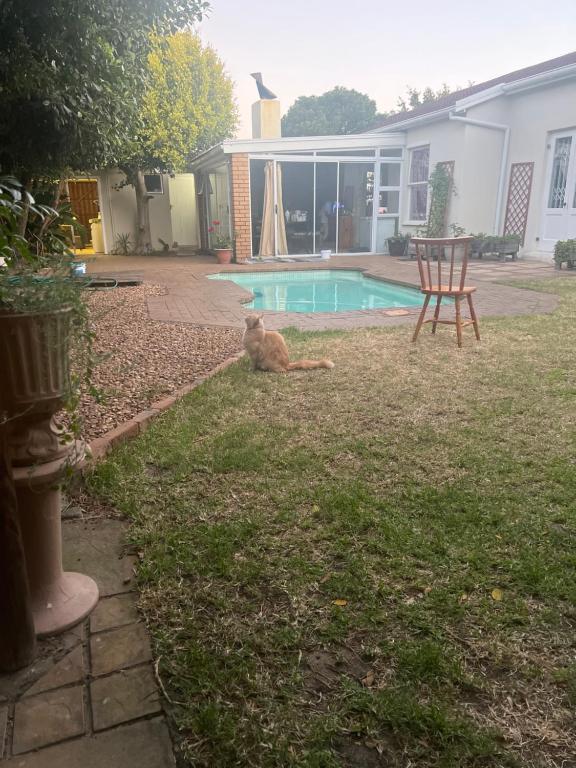 a cat laying in the grass next to a pool at 43 wood in Cape Town