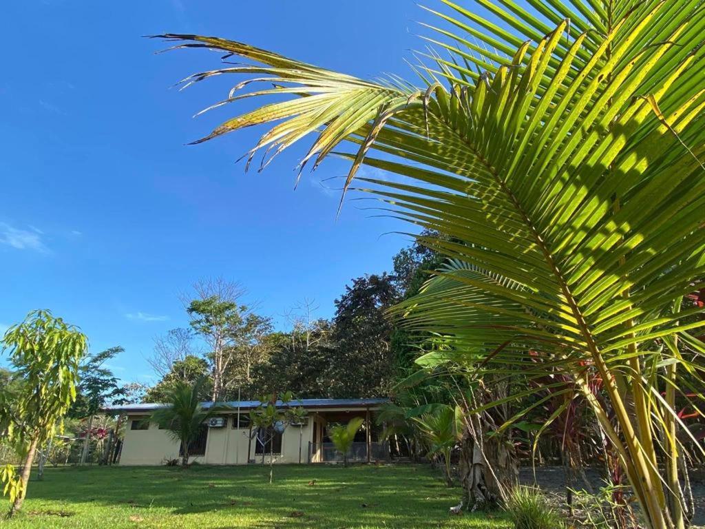 una palmera frente a una casa en Casa Ceiba, en Puerto Jiménez