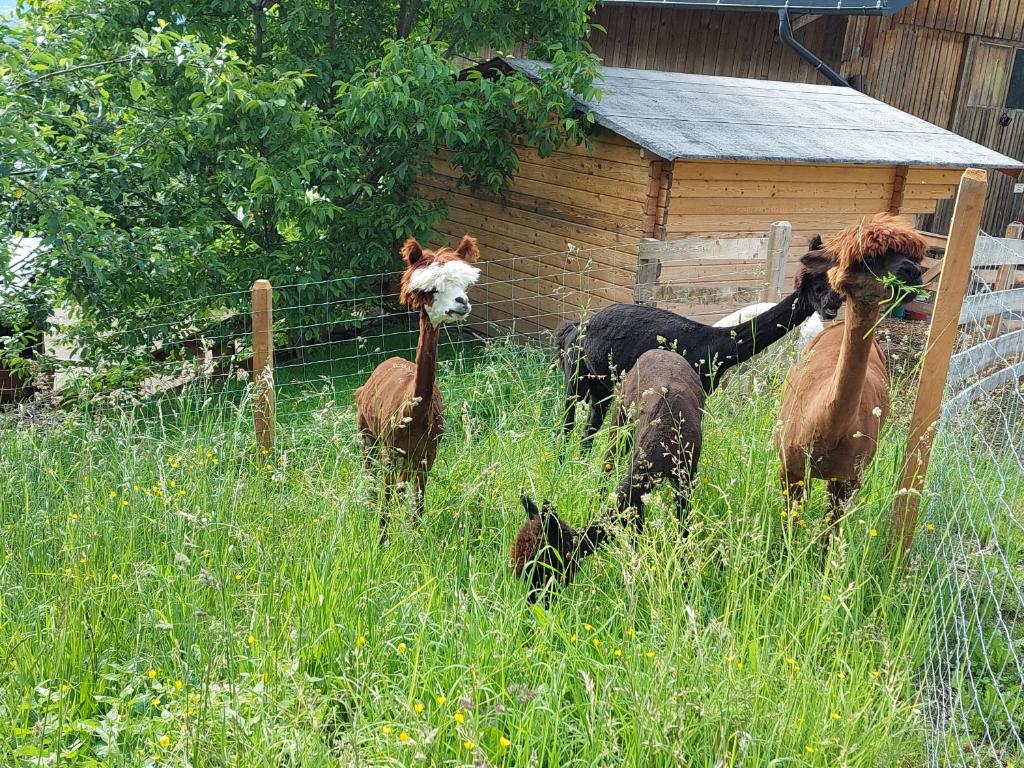 Fotografie z fotogalerie ubytování Klockergut v destinaci Sankt Veit im Pongau