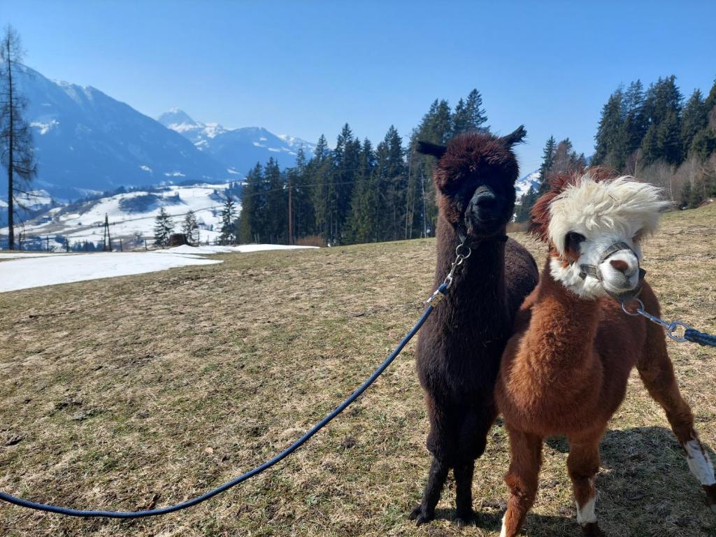 Fotografie z fotogalerie ubytování Klockergut v destinaci Sankt Veit im Pongau
