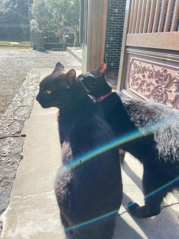 dos gatos negros parados uno al lado del otro en una acera en 古民家ゲストハウス大ちゃん家, en Shimanto