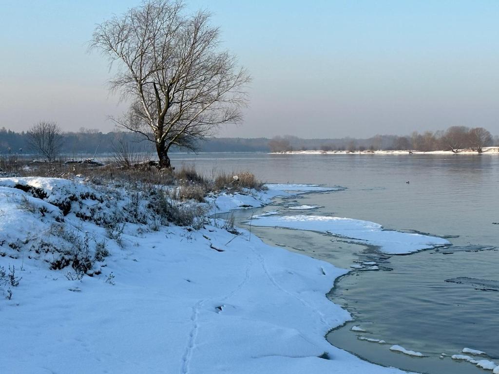 un arbre dans la neige à côté d'une masse d'eau dans l'établissement Dom Leśny z Sauną, 