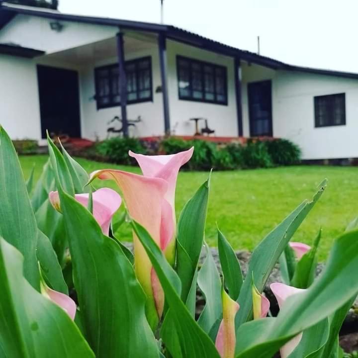 a plant with pink flowers in front of a house at Pousada Morro Grande in Bom Jardim da Serra