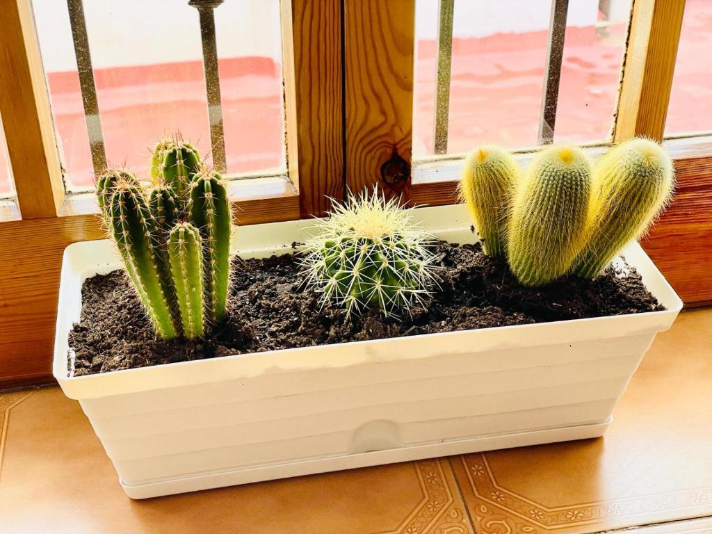 a group of cactuses in a window sill at Apartamento Centro Torremolinos con Solarium in Torremolinos