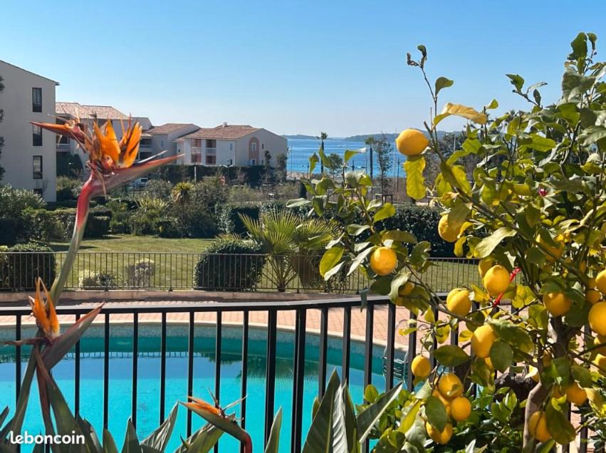 an orange tree next to a swimming pool at T2 rez de jardin plage piscines vue mer parking terrasse commerces in Six-Fours-les-Plages