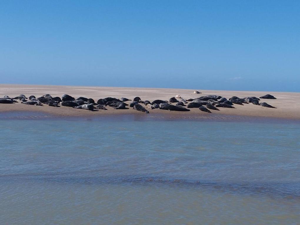 un grupo de focas sentadas en una playa cerca del agua en Chalet de 3 chambres avec terrasse et wifi a Marck a 1 km de la plage, en Marck