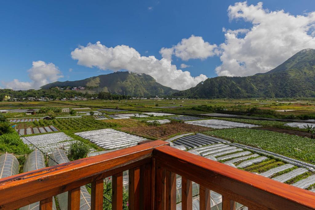 a balcony with a view of a farm with mountains at Teras Sawah Guest House Syariah in Sembalun Lawang