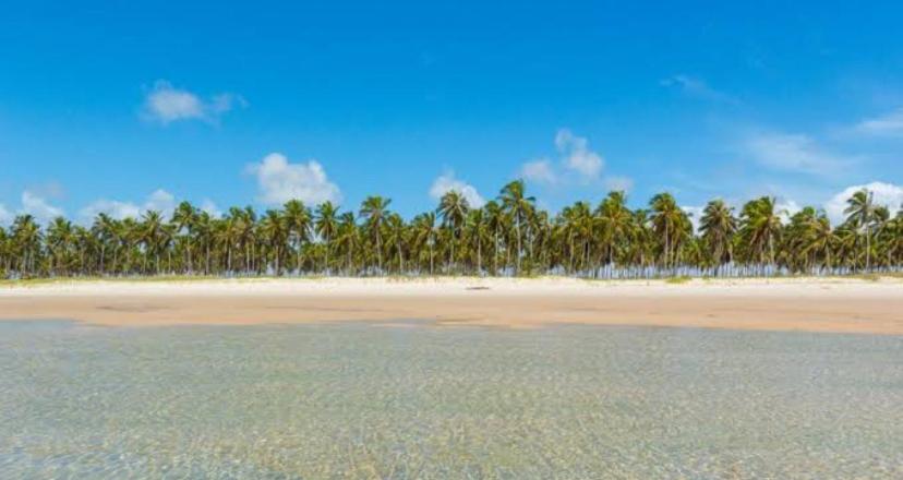 una spiaggia con un mucchio di alberi sullo sfondo di Casa/Piscina/Praia do Francês a Marechal Deodoro