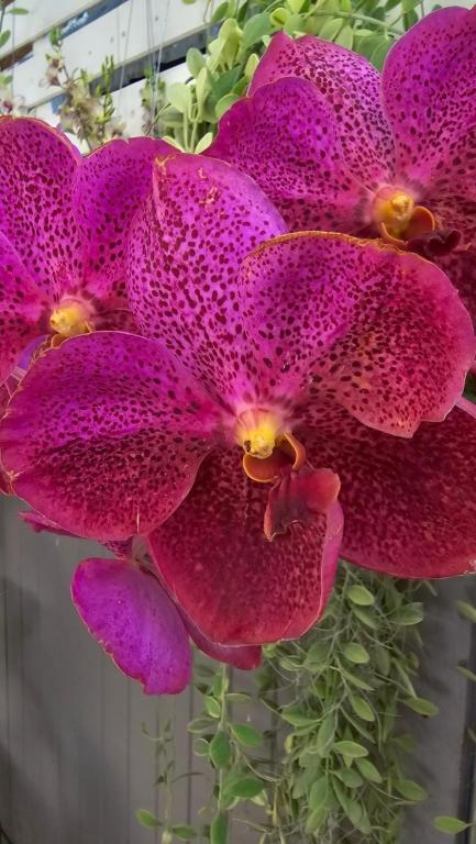 The Phen House - Resim 15