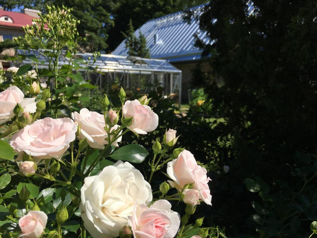 un montón de rosas rosas en un jardín en Harmoonikum, en Viimsi