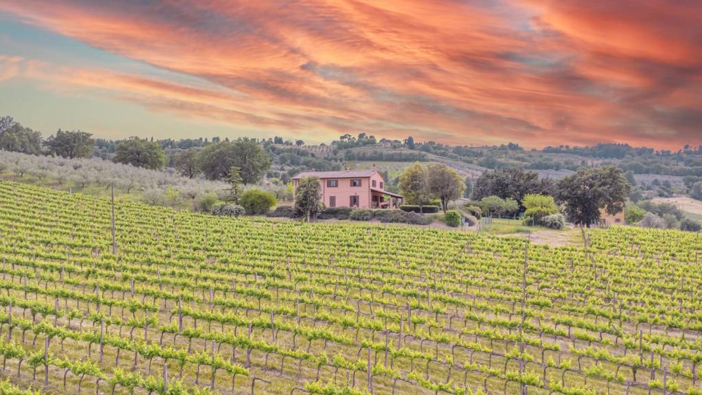 a vineyard with a house in the middle of a field at Scappo in Umbria,Mevania in Bevagna