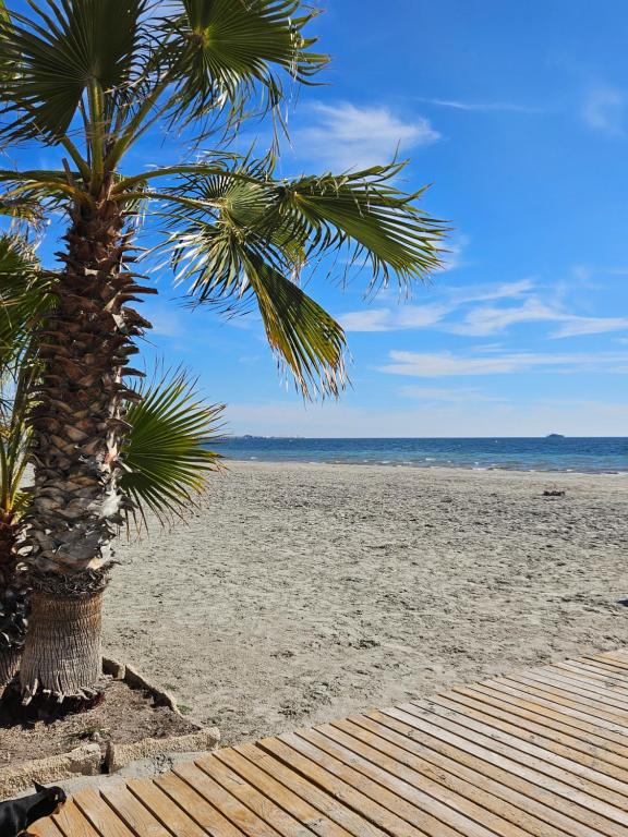 uma palmeira numa praia arenosa com o oceano em CASA BLANCA em Santa Pola