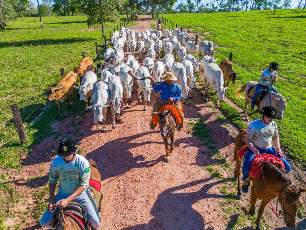 Pousada Pantanal Experiência في ميراندا: مجموعة من الناس يركبون الخيول على طريق ترابي مع الماشية
