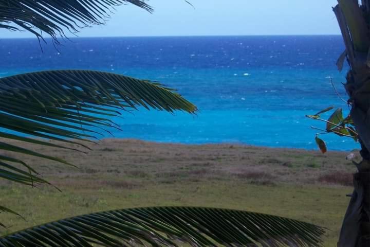 una palmera con vistas al océano en Oceanfront Luxury 2Br Villa en Saint Philip