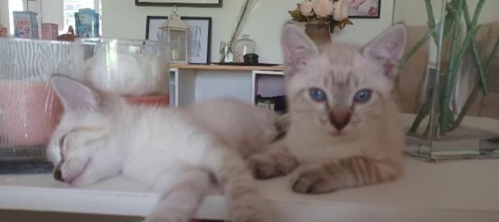 聖安妮的住宿－Country Lodge La Pléiade，两只白猫躺在桌子上
