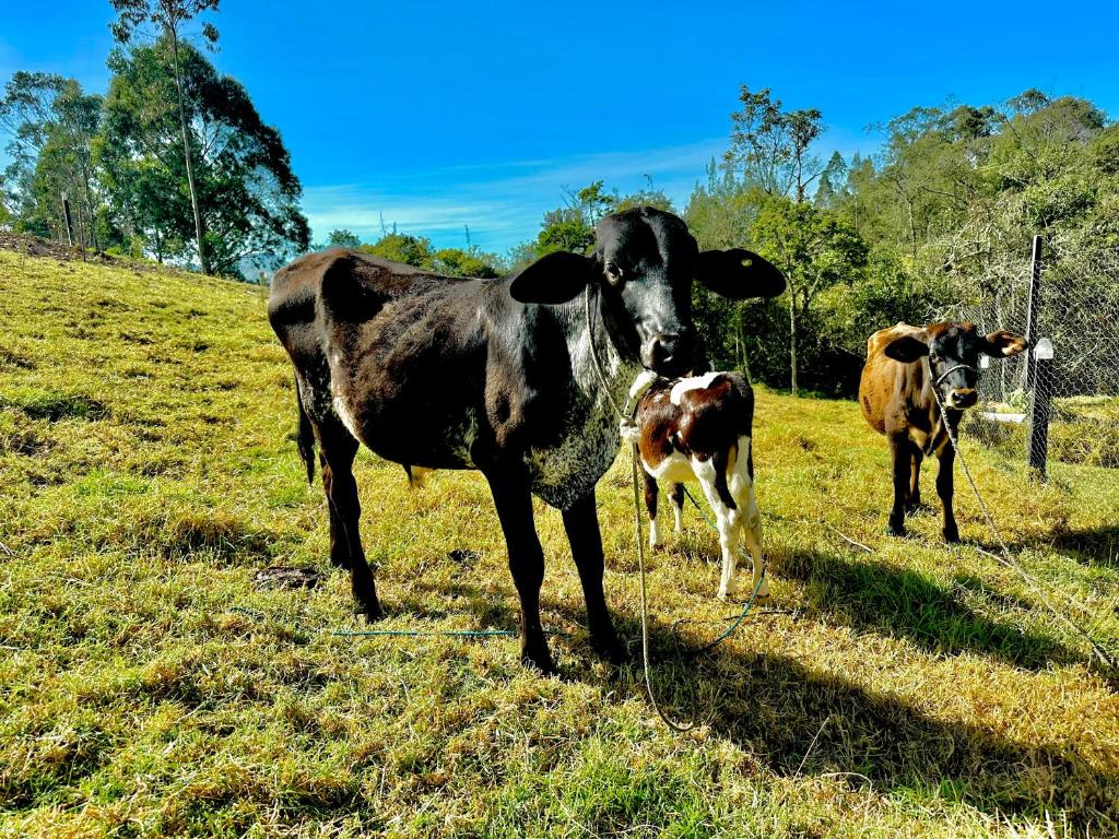 trois vaches debout dans un champ herbeux dans l'établissement Cabaña de ensueño: 9 min centro, à Chiquinquirá