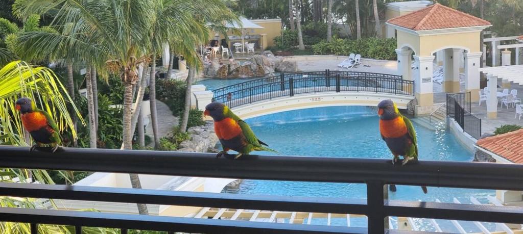 três pássaros coloridos sentados num corrimão em frente a uma piscina em Darren Surfers Apartment em Gold Coast