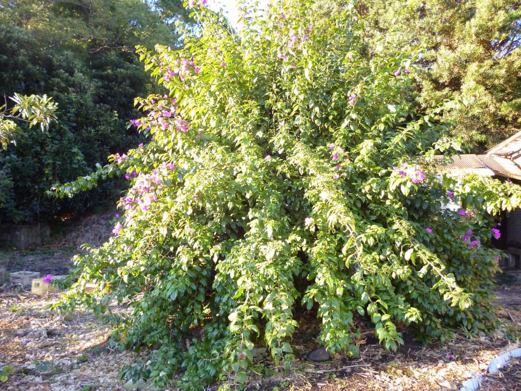 Zahrada ubytování Pension Flora