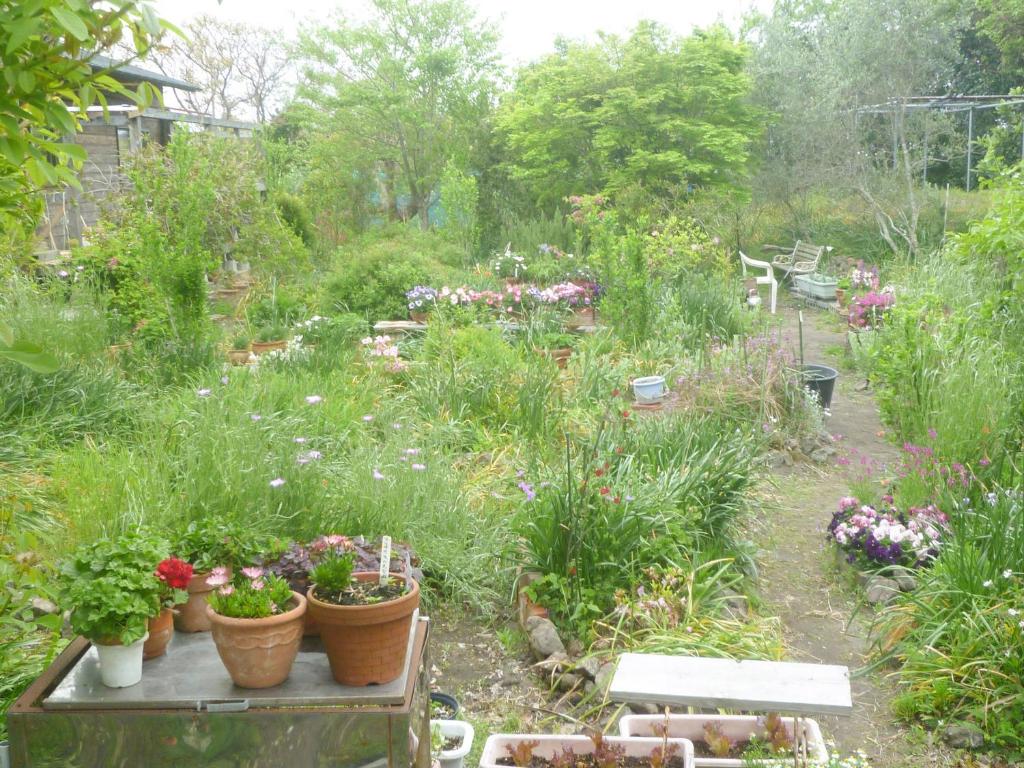 Zahrada ubytování Pension Flora
