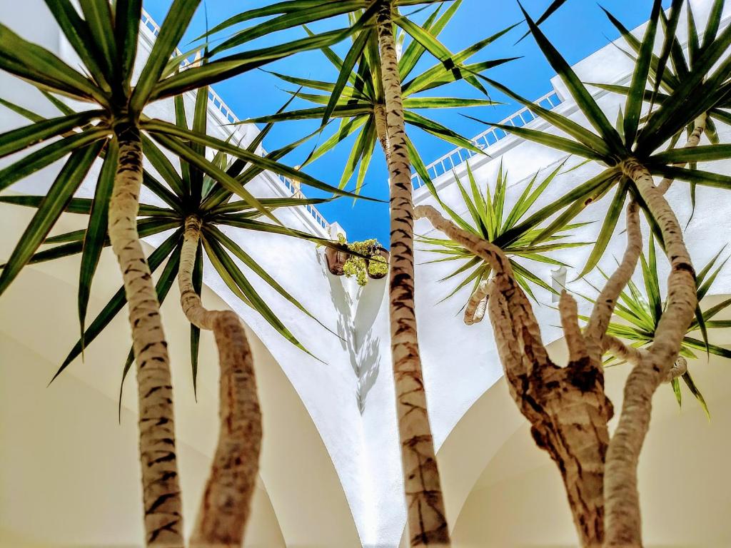 a group of palm trees in front of a building at Vejerísimo Casa Boutique in Vejer de la Frontera