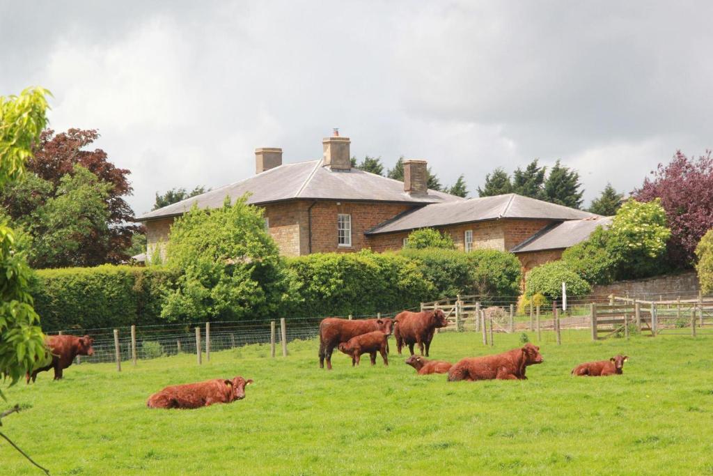 a group of cows in a field in front of a house at Beautiful 2 Bedroom Barn in Towcester Northants in Litchborough