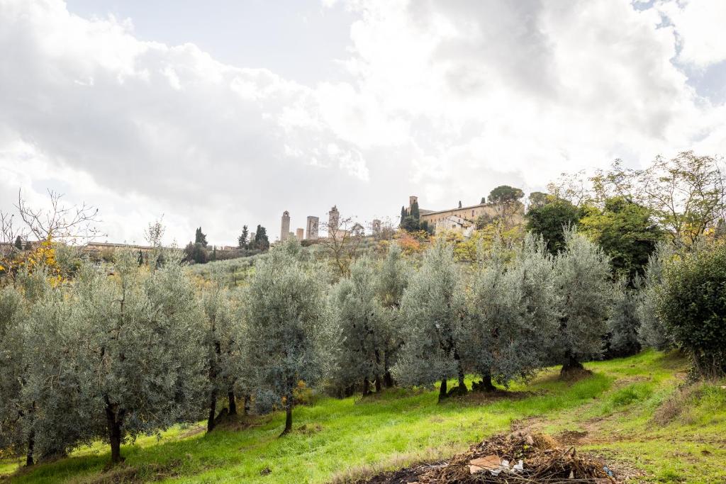 un campo de olivos con un castillo en el fondo en Countryhouse in San Gimignano, en San Gimignano