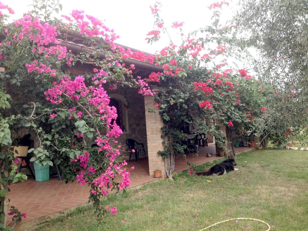 a cat laying in the grass next to a house with pink flowers at Casa Santina in Girasole
