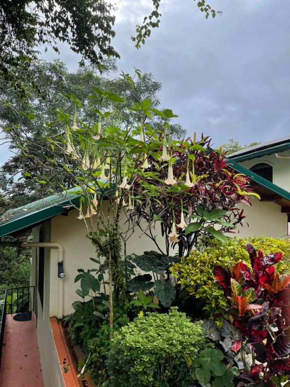 Zahrada ubytování Mango Tree Villas